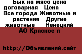 Бык на мясо цена договарная › Цена ­ 300 - Все города Животные и растения » Другие животные   . Ненецкий АО,Красное п.